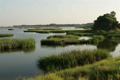 Free picture: pristine, marshland