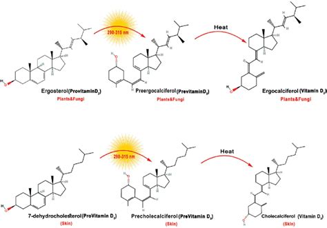 The Photosynthesis Of Ergocalciferol D 2 And Cholecalciferol D 3