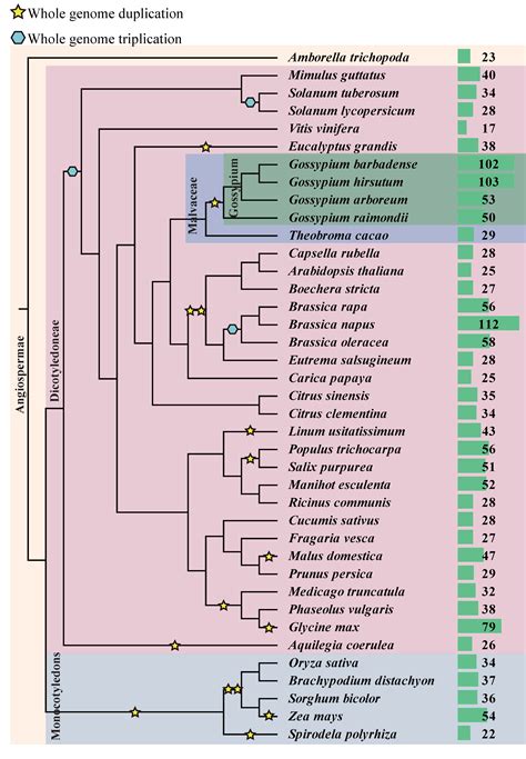 Ijms Free Full Text A Comprehensive Analysis Of The Duf Gene