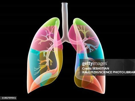 23039 Human Lung Stock Photos High Res Pictures And Images Getty