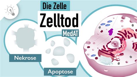 Zelltod Apoptose Nekrose Medat Biologie Youtube