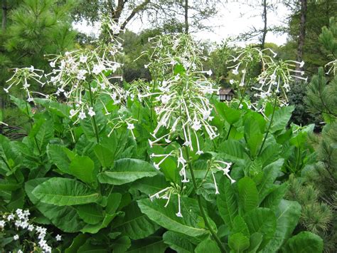 Nifty Nicotiana | Rotary Botanical Gardens