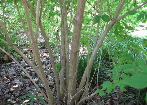 Amur Honeysuckle Mississippi State University Extension Service
