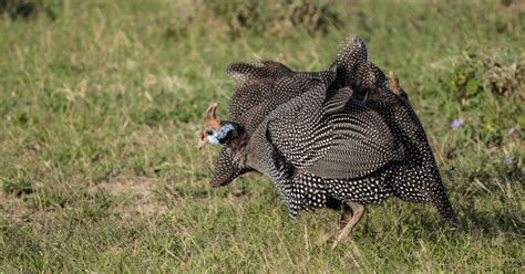 Excursion d une journée dans la réserve naturelle d Ol Pejeta depuis