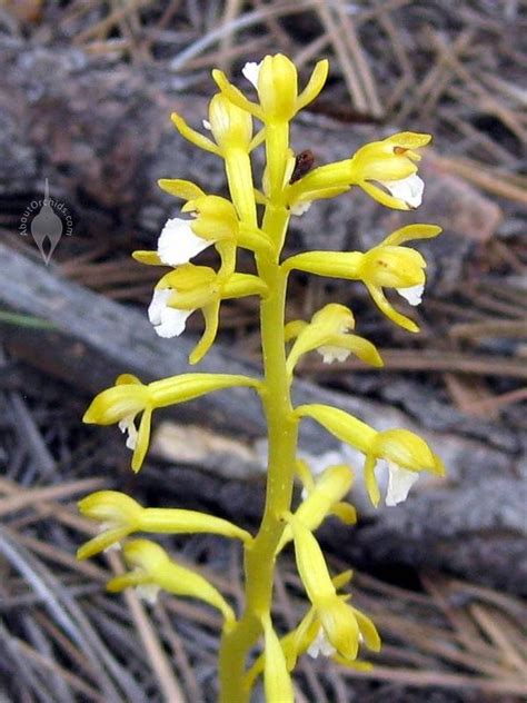 Aboutorchids Blog Archive Native Colorado Orchids