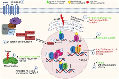 Schematic Representation Of Rxr And Its Partners In Reducing Neuronal