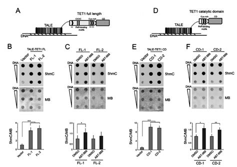 The Levels Of Hmc Deriving From Tale Tet Protein Overexpression