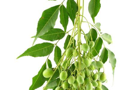 Neem | Description & Uses | Britannica