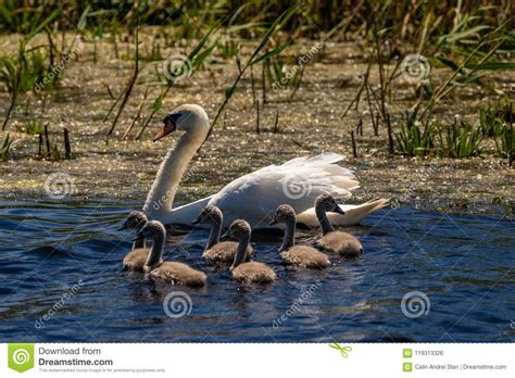 Cisne Y Pollos Del Cisne En El Delta De Danubio Foto De Archivo