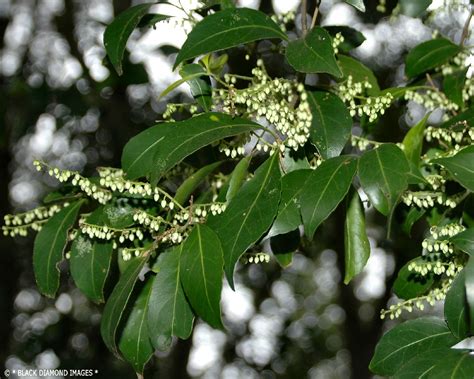 Elaeocarpus Obovatus Hard Quandong © All Rights Reserved Flickr