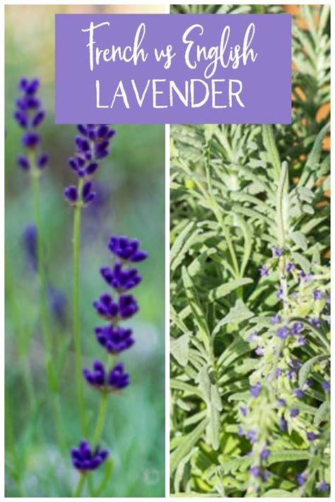 English Lavender vs French Lavender - Varieties and How to Grow