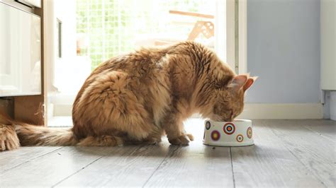 Best cat food for seniors to support your ageing feline 2024