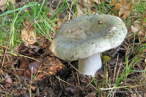 Russula Aeruginea Rúsula Color Cardenillo Vive La Naturaleza