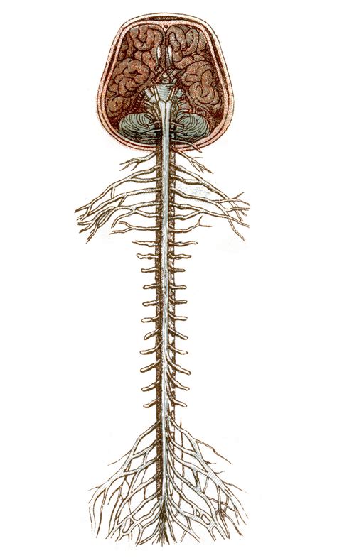 Real Human Brain And Spinal Cord