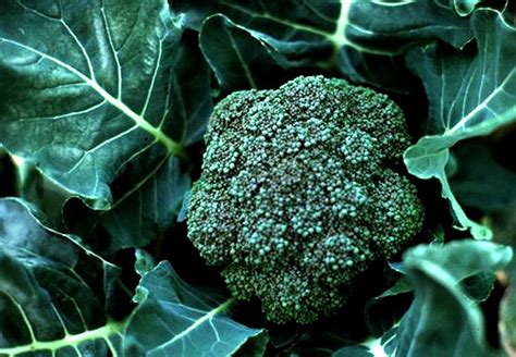 Growing Broccoli