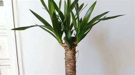 Le Yucca Elephantipes Une Plante Dint Rieur Intemporelle Solumat