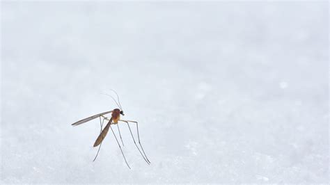 Urban Mosquito ‒ Herus ‐ Epfl