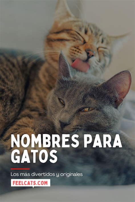 Top 100 Nombres Para Gatos Más Bonitos Y Originales Feelcats