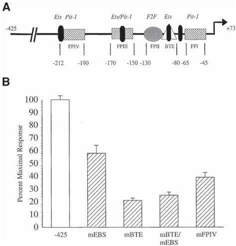 Site Specific Mutation Of Ebss Within Proximal 425 Prl Promoter A Download Scientific