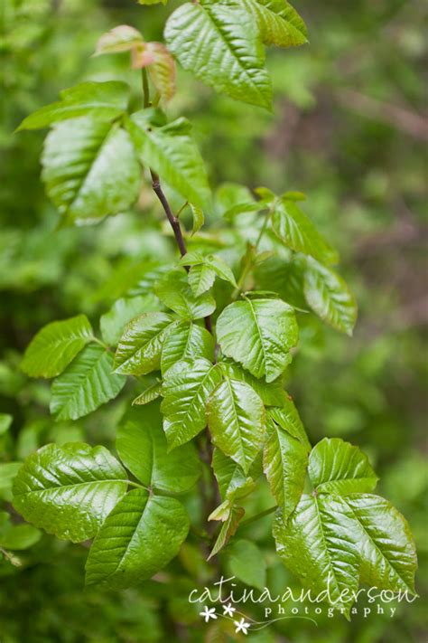 Real Madrid And Barcelona 2012: large poison ivy vine