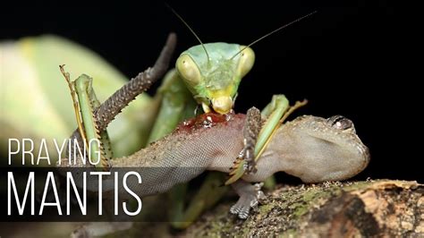 Praying Mantis Attacks Everything That Moves Praying Mantis Vs Lizard Spider Praying Mantis