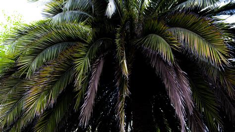 Palm Tree Leaves Branches Macro Sky Background K Hd Macro Wallpapers