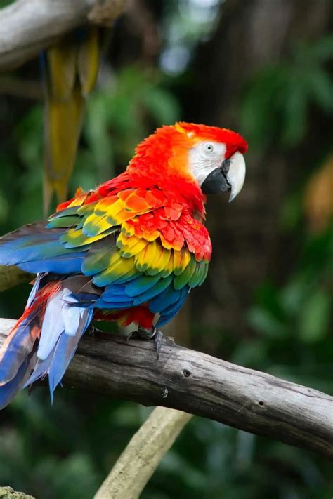 Types Of Macaws Guide Birding Insider