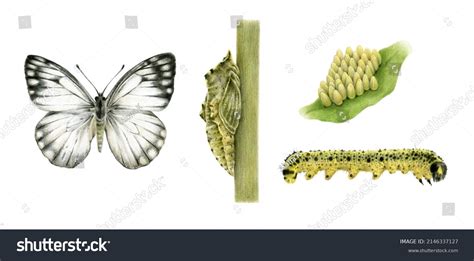 Life Cycle Cabbage Butterfly Cabbage White Stock Illustration ...