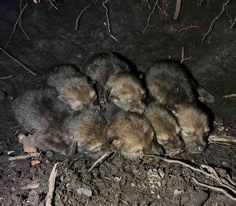 First Wild Red Wolf Pups Born Since 2018 | Defenders of Wildlife