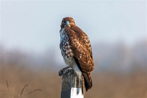 7 Types of Hawks in Ohio with Pictures & Sounds - Bird Joy