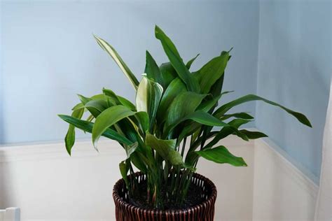 Caring For The Cast Iron Plant Aspidistra Elatior Geeky Greenhouse