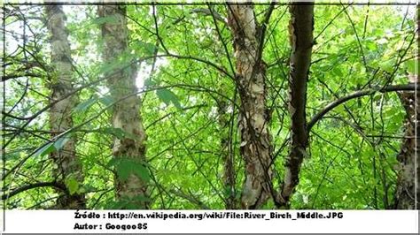 Betula Nigra Betula Rubra Brzoza Nadrzeczna Brzoza Czarna FOTO