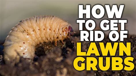 How To Get Rid Of Lawn Grubs Youtube