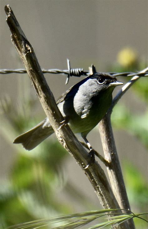 Toutinegra De Barrete Preto Macho Eurasian Blackcap Mal Flickr