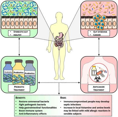 Benefits Of Using Probiotics As Adjuvants In Anticancer Therapy Review