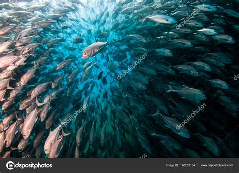 Big Eye Trevally Jack Caranx Sexfasciatus Forming Polarized School Bait