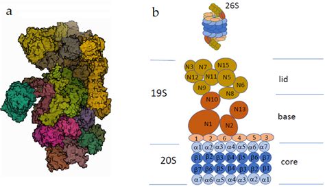 The Scheme Of Ubiquitination And The Role Of Different Types Of Download Scientific Diagram