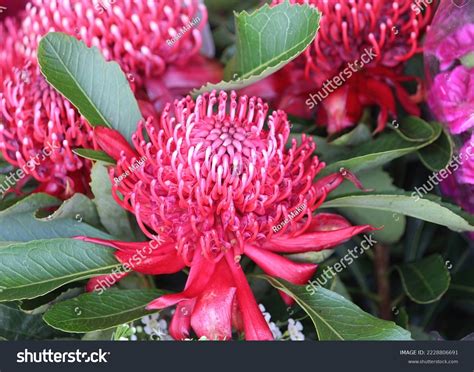 40 Waratah Icon Images Stock Photos And Vectors Shutterstock