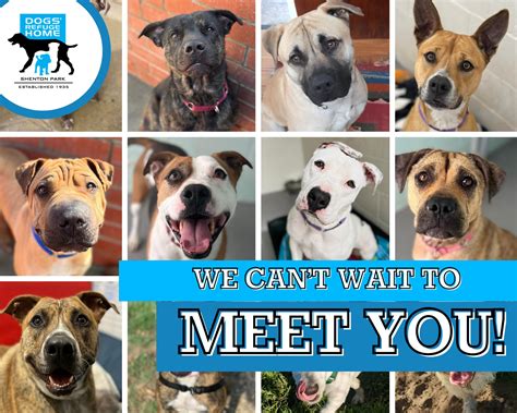 Animal lovers are praising the transparency of dog adoption sites today