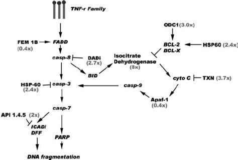 Schematic Diagram Of Apoptotic Pathway Indicating The Pathways In Which