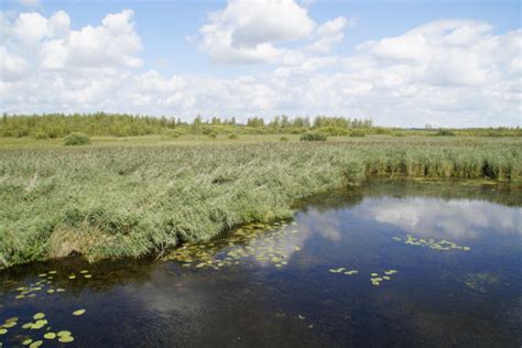 Free Images Landscape Tree Water Grass Marsh Swamp Wilderness