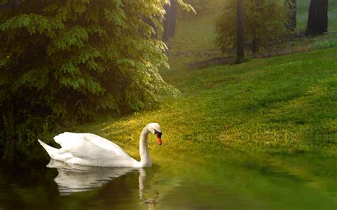 Wallpaper Birds Animals Lake Nature Reflection Wildlife Swan