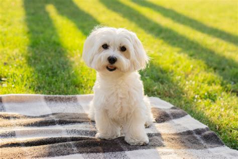 Ra As Mais Indicadas Para Quem Nunca Teve Um Cachorro