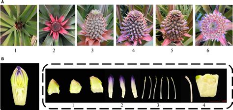 Frontiers Genome Wide Analysis Of Mads Box Families And Their