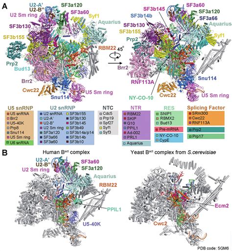 Cryo Em Structure Of The Human Activated Spliceosome The B Act