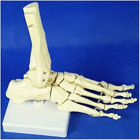 Buy ZAMAX Study Model Human Foot Skeleton Model Human Ankle Model 1