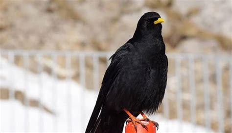 Black Birds With Yellow Beaks 11 Examples With Pictures Wild Explained