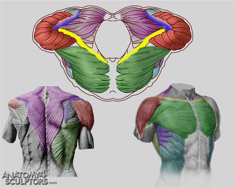 Torso Front Back And Top View By Anatomy4sculptors On Deviantart