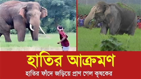 হাতির ফাঁদে জড়িয়ে প্রাণ গেল কৃষকের Youtube