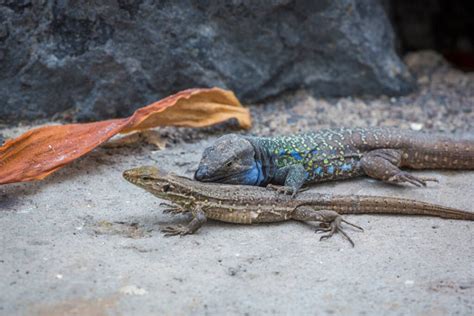 Mating Lizards Free Stock Photos Images And Pictures Of Mating Lizards